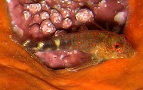 Orangespotted Blenny - Hypleurochilus springeri