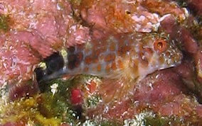 Orangespotted Blenny - Hypleurochilus springeri