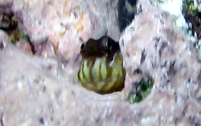 Pearl Blenny