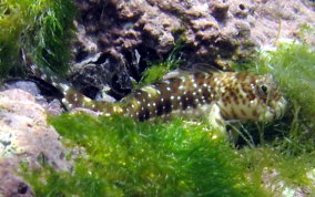 Pearl Blenny - Entomacrodus nigricans