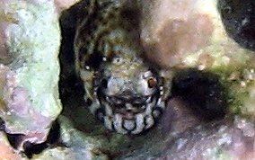 Pearl Blenny - Entomacrodus nigricans