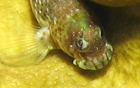 Pearl Blenny - Entomacrodus nigricans