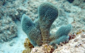 Pink Vase Sponge - Niphates digitalis