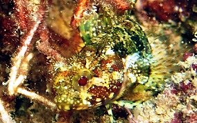 Puffcheek Blenny - Gobioclinus bucciferus