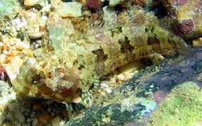 Puffcheek Blenny