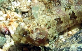 Puffcheek Blenny - Gobioclinus bucciferus