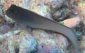 Redlip Blenny - Ophioblennius macclurei