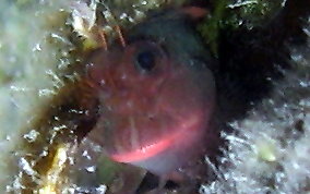 Redlip Blenny - Ophioblennius macclurei