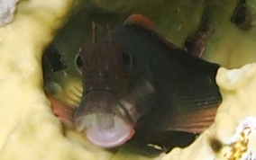 Redlip Blenny - Ophioblennius macclurei