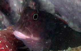 Redlip Blenny - Ophioblennius macclurei