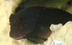 Redlip Blenny - Ophioblennius macclurei