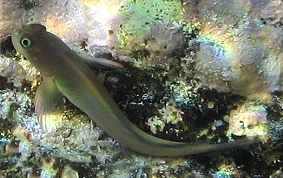 Redlip Blenny - Ophioblennius macclurei