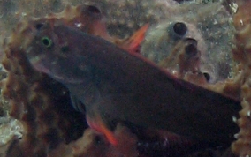 Redlip Blenny - Ophioblennius macclurei