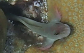 Redlip Blenny - Ophioblennius macclurei