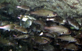 Reef Croaker