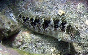 Rosy Blenny - Malacoctenus macropus 