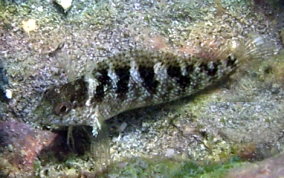 Rosy Blenny - Malacoctenus macropus 