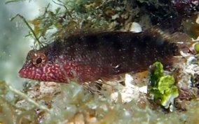 Rosy Blenny - Malacoctenus macropus 