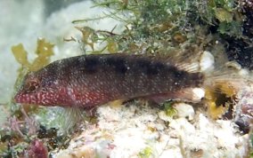 Rosy Blenny-Male -  Malacoctenus macropus 