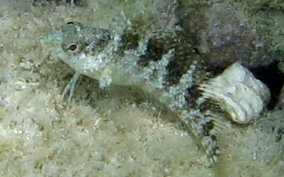 Rosy Blenny - Malacoctenus macropus 