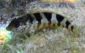 Saddled Blenny - Malacoctenus triangulatus