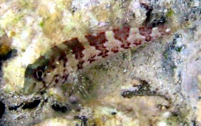 Saddled Blenny - Malacoctenus triangulatus