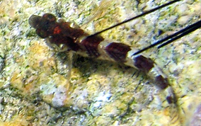 Saddled Blenny - Malacoctenus triangulatus