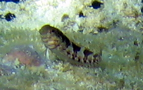 Saddled Blenny - Malacoctenus triangulatus