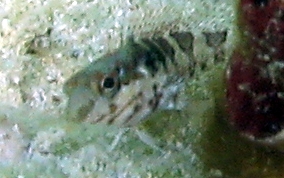 Saddled Blenny - Malacoctenus triangulatus