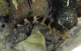 Saddled Blenny - Malacoctenus triangulatus