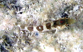 Saddled Blenny - Malacoctenus triangulatus