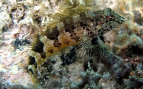 Saddled Blenny - Malacoctenus triangulatus