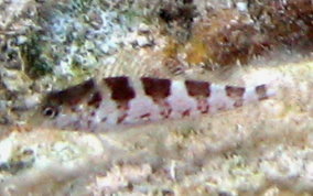 Saddled Blenny - Malacoctenus triangulatus