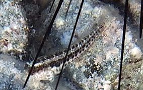 Seaweed Blenny - Parablennius marmoreus