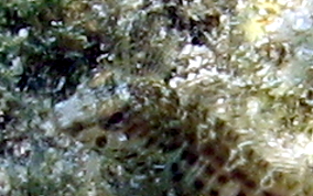 Seaweed Blenny - Parablennius marmoreus