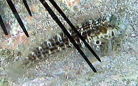 Seaweed Blenny - Parablennius marmoreus