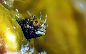 Secretary Blenny - Acanthemblemaria maria