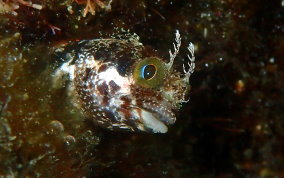 Secretary Blenny - Acanthemblemaria maria