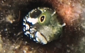 Secretary Blenny - Acanthemblemaria maria