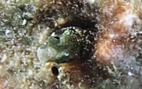 Secretary Blenny - Acanthemblemaria maria