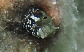 Secretary Blenny - Acanthemblemaria maria