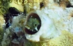 Secretary Blenny - Acanthemblemaria maria