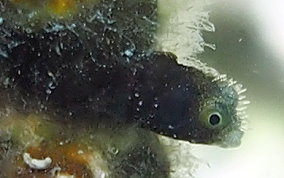 Spinyhead Blenny - Acanthemblemaria spinosa