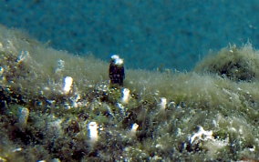 Spinyhead Blenny - Acanthemblemaria spinosa