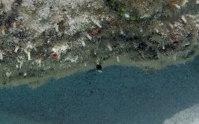 Spinyhead Blenny - Acanthemblemaria spinosa