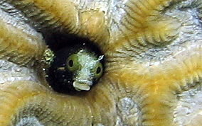 Spinyhead Blenny - Acanthemblemaria spinosa