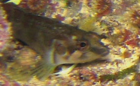 Spotcheek Blenny - Labrisomus nigricinctus