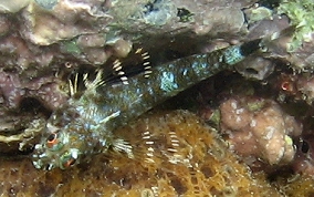 Triplefin Blenny - Enneanectes sp.