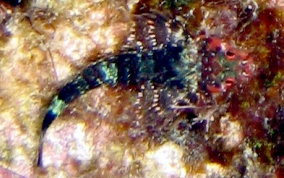 Triplefin Blenny - Enneanectes sp.