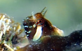 Twinhorn Blenny - Coralliozetus cardonae